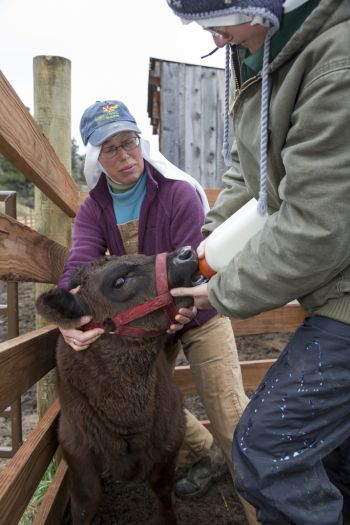 Sister Maria Walburga Schortemeyer, ranch manager, and Sister Maria Gertrude, try to convince a calf named Cracker Jack to drink milk from a bottle on a ranch in late March at the Abbey of St. Walburga in Virginia Dale, Colo. (CNS photo/Jim West) 