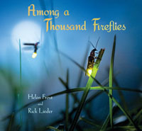 Among a thousand fireflies