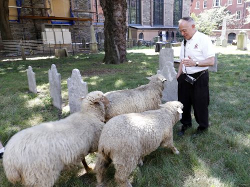 Msgr. Donald Sakano greets sheep in the cemetery at the Basilica of St. Patrick's Old Cathedral in New York City Aug. 9. (CNS photo/Gregory A. Shemitz)