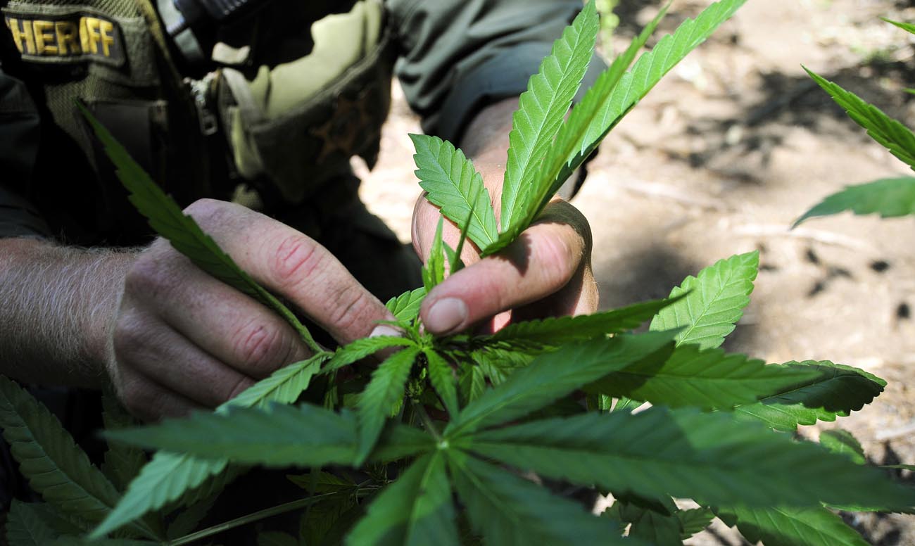 марихуану легализовали в калифорнии