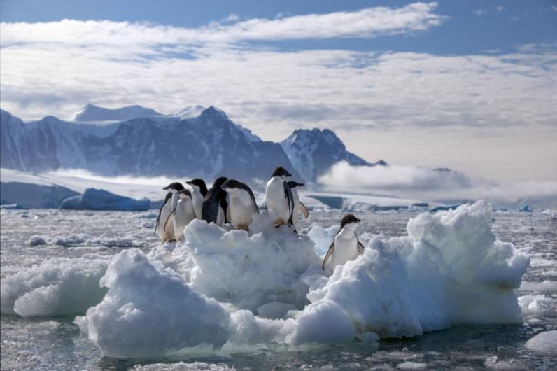 ‘Penguins’ shows the pluck of the coldest birds – CatholicPhilly