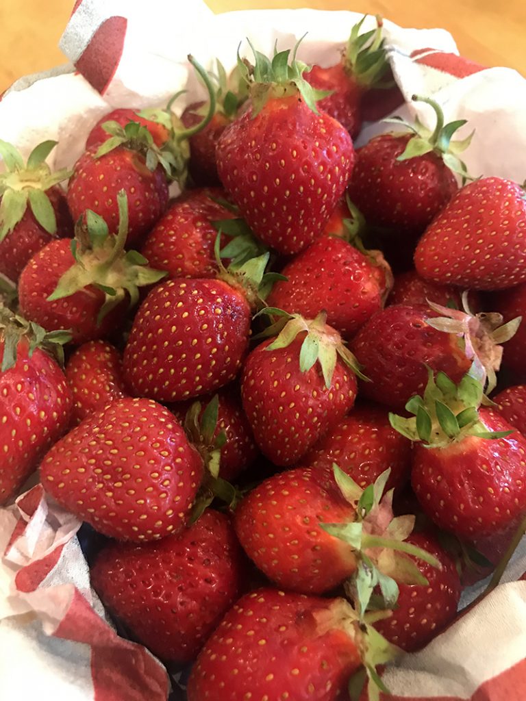 Path to Jesus winds through a strawberry patch CatholicPhilly