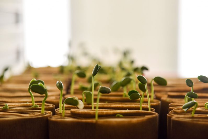 What's in a name: Catholic farmers weigh in on 'bioengineered' label – Catholic Philly - Vimarsana News