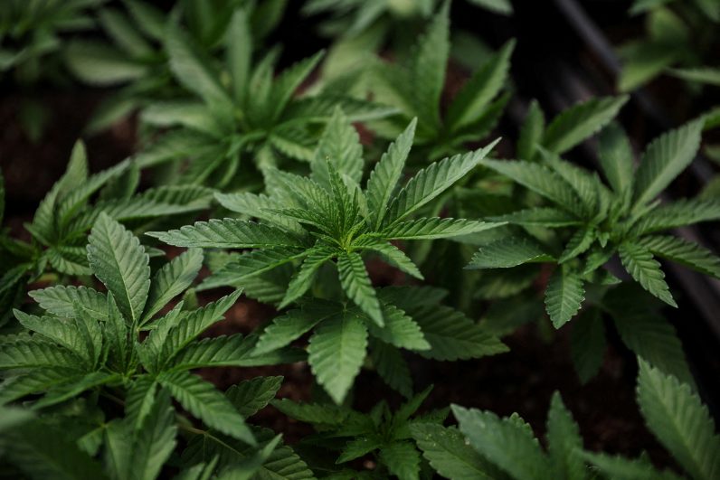 Missouri bishops urge 'no' vote on ballot measure to legalize marijuana – Catholic Philly - Vimarsana News