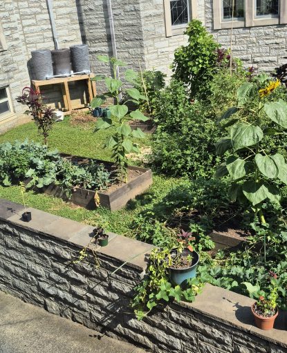 Raised garden beds and rain barrels in the 2025 Peace Garden at the IHM Motherhouse, showcasing summer vegetables and herbs grown for the sisters’ meals.